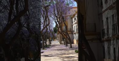 evaluación de raíces invasivas