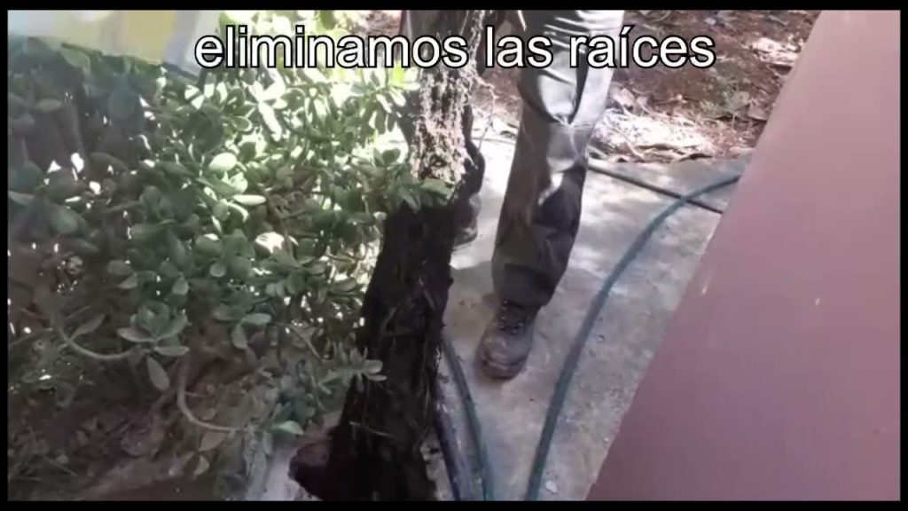 localización de raíces en redes de desagüe