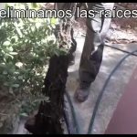 localización de raíces en redes de desagüe